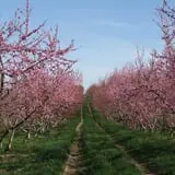 Ochs Orchard photo