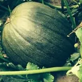 Sullivan Farms Pumpkin Patch photo