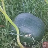 Sullivan Farms Pumpkin Patch photo