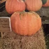Sullivan Farms Pumpkin Patch photo
