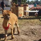 Sullivan Farms Pumpkin Patch photo