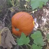 Sullivan Farms Pumpkin Patch photo
