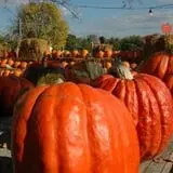 Sullivan Farms Pumpkin Patch photo