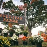 Sullivan Farms Pumpkin Patch photo