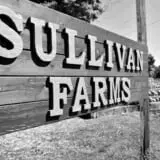 Sullivan Farms Pumpkin Patch photo