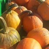 Sullivan Farms Pumpkin Patch photo