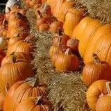 Sullivan Farms Pumpkin Patch photo