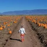 Apple Annie's Pumpkins & Corn Maze photo