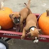 Pumpkinville & Corn Maze photo