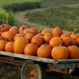 Pumpkinville & Corn Maze photo
