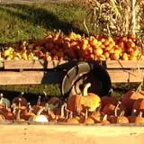 Meservey Farms photo