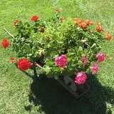 Meservey Farms photo