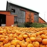 Gene The Pumpkin Man photo