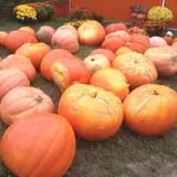Gene The Pumpkin Man photo
