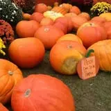 Gene The Pumpkin Man photo