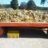 Gene The Pumpkin Man photo