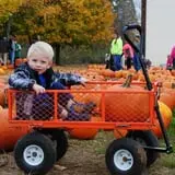 Gene The Pumpkin Man photo