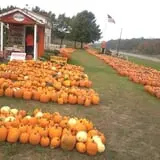 Gene The Pumpkin Man photo