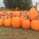 Gene The Pumpkin Man photo