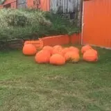 Gene The Pumpkin Man photo