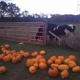 Gene The Pumpkin Man photo