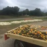 Gene The Pumpkin Man photo