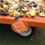 Gene The Pumpkin Man photo