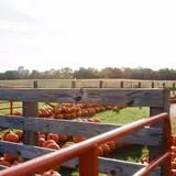 Gene The Pumpkin Man photo