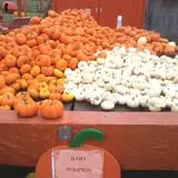 Gene The Pumpkin Man photo