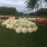 Gene The Pumpkin Man photo