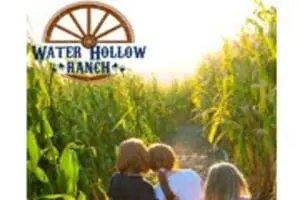 Water Hollow Ranch Bluebell Corn Maze