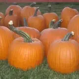 Center Creek Orchard photo
