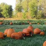 Center Creek Orchard photo