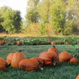 Center Creek Orchard photo