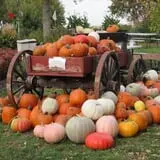 Center Creek Orchard photo