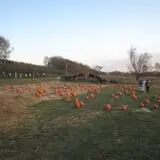 Center Creek Orchard photo
