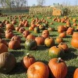 Center Creek Orchard photo