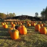 Center Creek Orchard photo