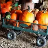 Anderson's Pleasant Patch Pumpkins photo