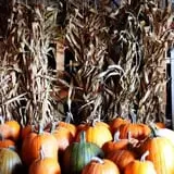 Anderson's Pleasant Patch Pumpkins photo