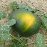 Landers Pumpkin Patch photo