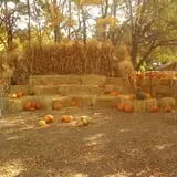 Landers Pumpkin Patch photo