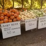 Landers Pumpkin Patch photo
