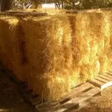 Landers Pumpkin Patch photo
