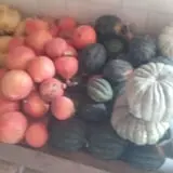 Landers Pumpkin Patch photo