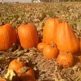 Landers Pumpkin Patch photo