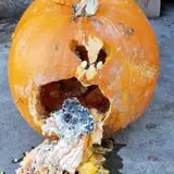 Landers Pumpkin Patch photo