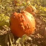 Landers Pumpkin Patch photo