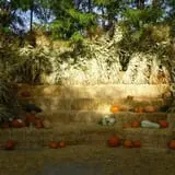 Landers Pumpkin Patch photo