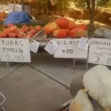 Landers Pumpkin Patch photo